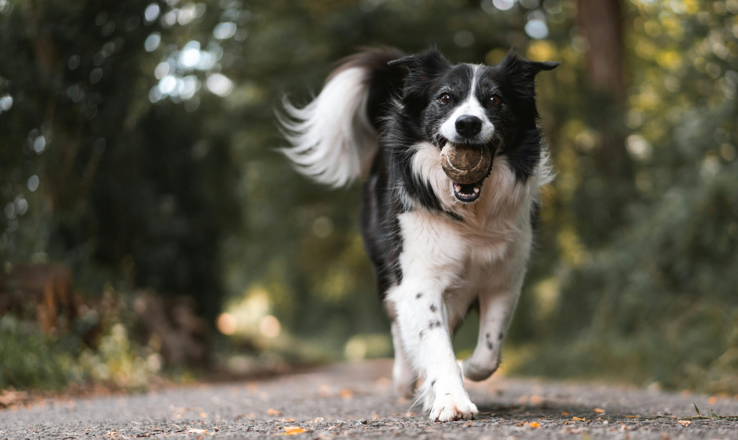 How Do I Teach My Dog to Play Fetch?