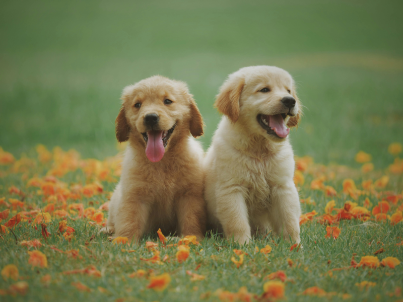 How to Teach Your Dog to Sit: The Foundation of Training Success