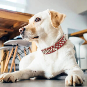Spiked Canine Collar